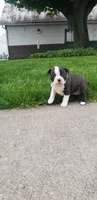Lily, a female Boston Terrier for sale in Belleville, PA – Photo 3 of 4