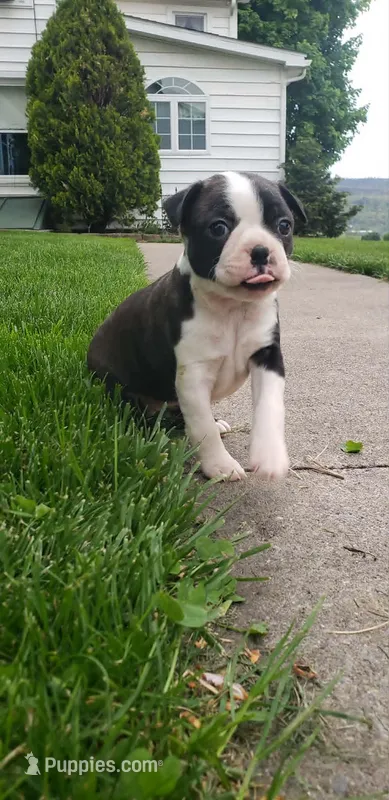 Lily, a female Boston Terrier for sale in Belleville, PA – Photo 1 of 4