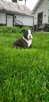 Jack, a male Boston Terrier for sale in Belleville, PA – Photo 3 of 5