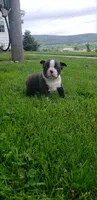Jack, a male Boston Terrier for sale in Belleville, PA – Photo 5 of 5