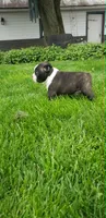 Jack, a male Boston Terrier for sale in Belleville, PA – Photo 4 of 5