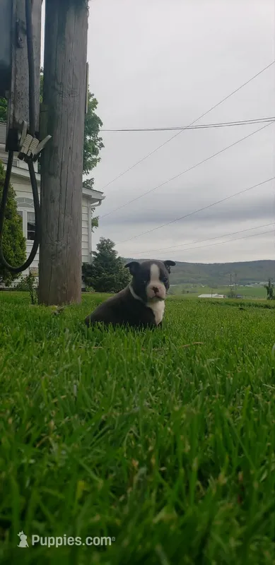 Jack – Boston Terrier puppy for sale in Belleville, PA