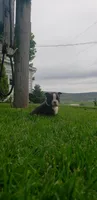 Jack, a male Boston Terrier for sale in Belleville, PA – Photo 1 of 5