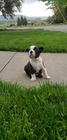 Benji, a male Boston Terrier for sale in Belleville, PA – Photo 4 of 6