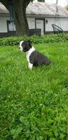 Benji, a male Boston Terrier for sale in Belleville, PA – Photo 5 of 6