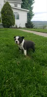 Benji, a male Boston Terrier for sale in Belleville, PA – Photo 2 of 6