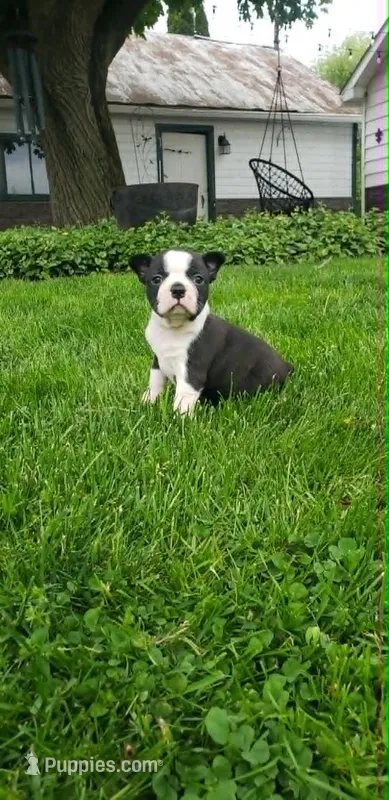 Benji – Boston Terrier puppy for sale in Belleville, PA