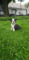 Benji, a male Boston Terrier for sale in Belleville, PA – Photo 1 of 6