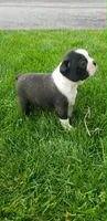Benji, a male Boston Terrier for sale in Belleville, PA – Photo 3 of 6
