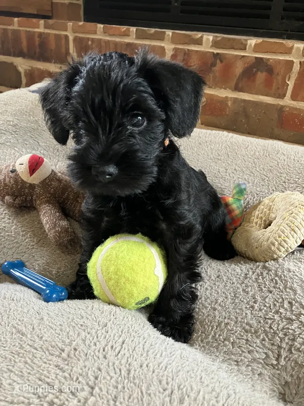 Fireball (temporary name) – Miniature Schnauzer puppy for sale in Blanchard, OK