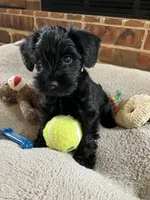 Fireball (temporary name), a male Miniature Schnauzer for sale in Blanchard, OK – 1 of 1