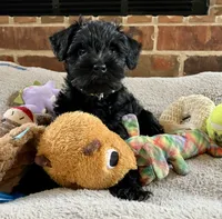 Twinkle Toes (temporary name), a male Miniature Schnauzer for sale in Blanchard, OK – 1 of 1