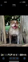 Lawless , a male American Bulldog for sale in Tulsa, OK – 6 of 7