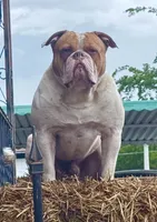 Lawless , a male American Bulldog for sale in Tulsa, OK – 2 of 5