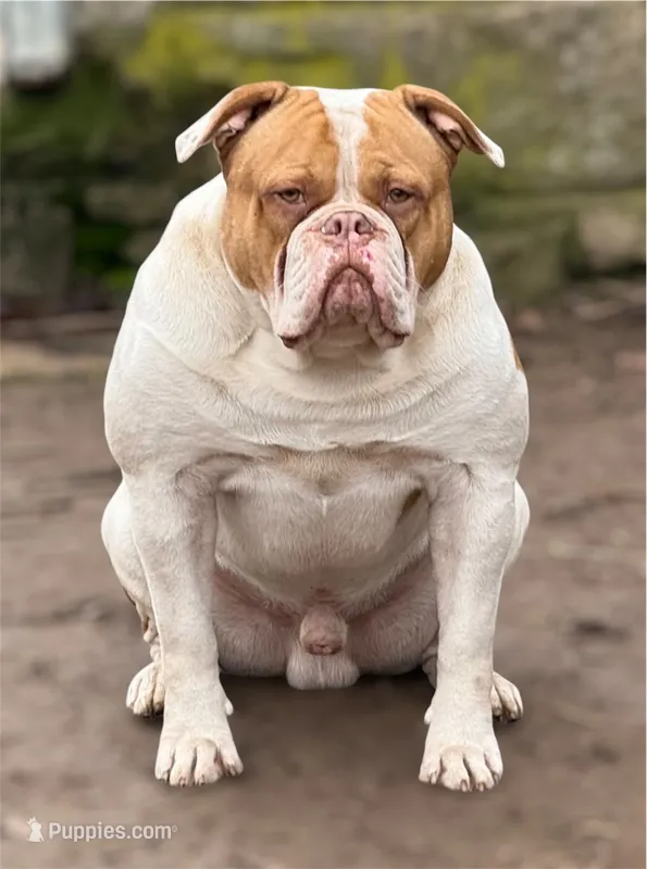 Lawless  – American Bulldog puppy for sale in Tulsa, OK