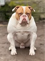 Lawless , a male American Bulldog for sale in Tulsa, OK – 1 of 7