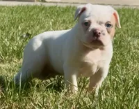 M1, a male American Bulldog for sale in Tulsa, OK – 2 of 7