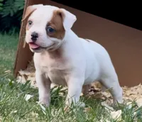 F2, a female American Bulldog for sale in Tulsa, OK – 3 of 4