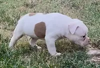 M2, a male American Bulldog for sale in Tulsa, OK – 4 of 4