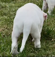 M1, a male American Bulldog for sale in Tulsa, OK – 4 of 7