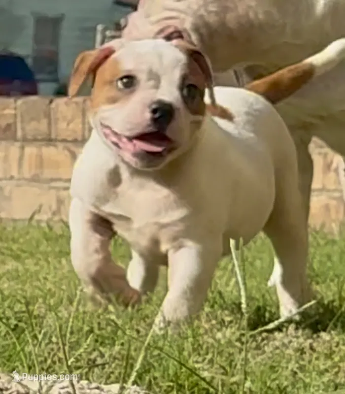 F2 – American Bulldog puppy for sale in Tulsa, OK