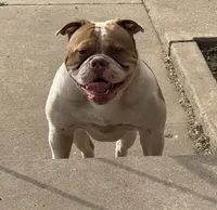 Lawless , a male American Bulldog for sale in Tulsa, OK – 4 of 7