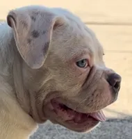 M1, a male American Bulldog for sale in Tulsa, OK – 6 of 8