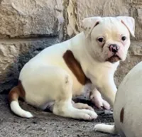 M2, a male American Bulldog for sale in Tulsa, OK – 5 of 7