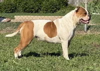 Serenity, a female American Bulldog for sale in Tulsa, OK – 2 of 3