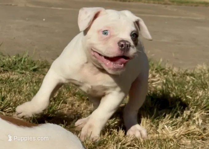 M1 – American Bulldog puppy for sale in Tulsa, OK