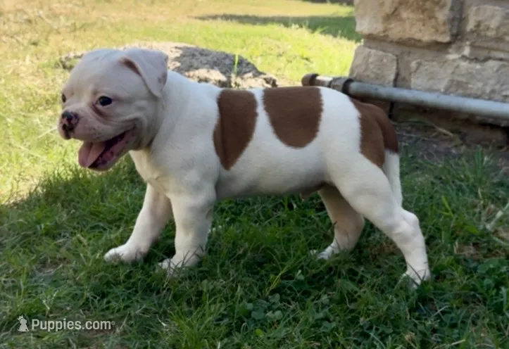 M2 – American Bulldog puppy for sale in Tulsa, OK