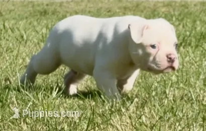 M1 – American Bulldog puppy for sale in Tulsa, OK