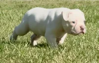 M1, a male American Bulldog for sale in Tulsa, OK – 3 of 7