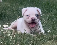 M1, a male American Bulldog for sale in Tulsa, OK – 5 of 7
