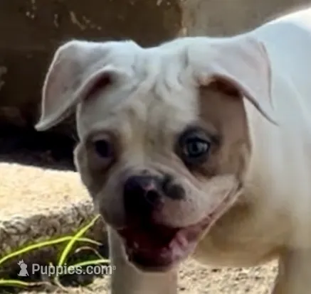 M1 – American Bulldog puppy for sale in Tulsa, OK