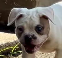 M1, a male American Bulldog for sale in Tulsa, OK – 4 of 8