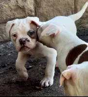 M1, a male American Bulldog for sale in Tulsa, OK – 8 of 8
