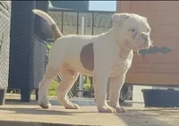 M2, a male American Bulldog for sale in Tulsa, OK – 6 of 7