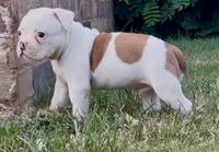 M2, a male American Bulldog for sale in Tulsa, OK – 2 of 4