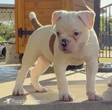 M2 – American Bulldog puppy for sale in Tulsa, OK