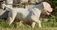 M1, a male American Bulldog for sale in Tulsa, OK – 3 of 8
