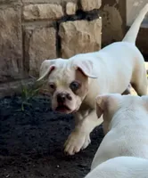 M1, a male American Bulldog for sale in Tulsa, OK – 5 of 8