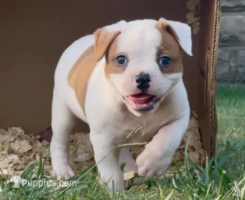 F2 – American Bulldog puppy for sale in Tulsa, OK