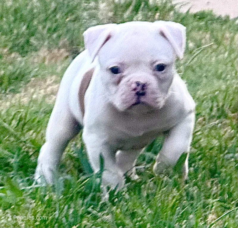 M2 – American Bulldog puppy for sale in Tulsa, OK