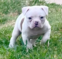 M2, a male American Bulldog for sale in Tulsa, OK – 1 of 4