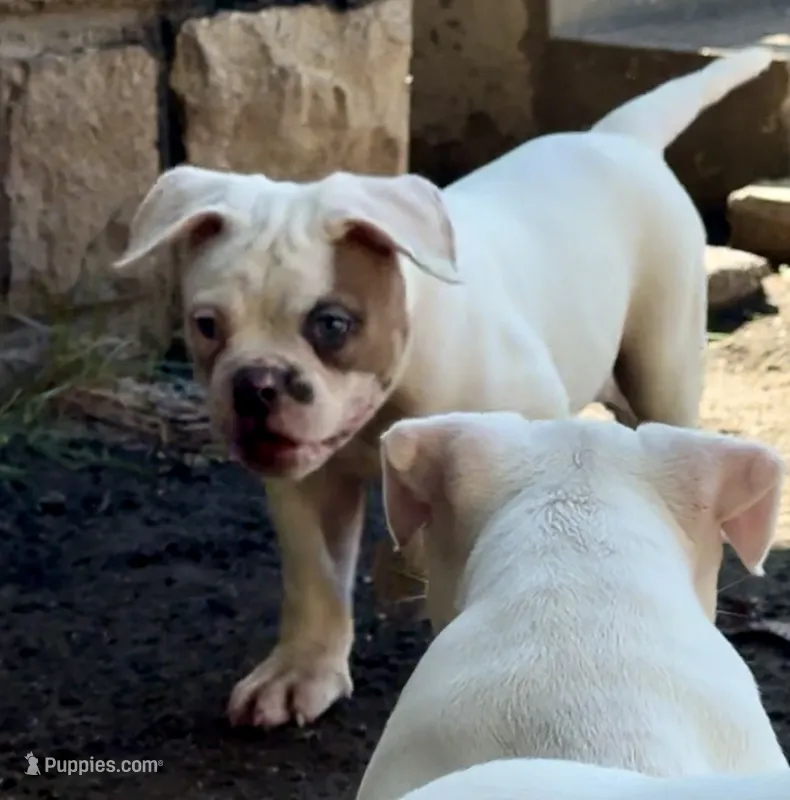 M1 – American Bulldog puppy for sale in Tulsa, OK
