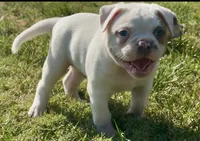 M1, a male American Bulldog for sale in Tulsa, OK – 7 of 7