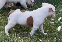 M2, a male American Bulldog for sale in Tulsa, OK – 3 of 4
