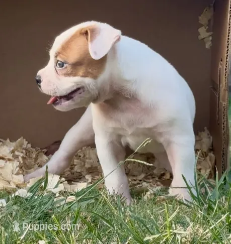 F2 – American Bulldog puppy for sale in Tulsa, OK