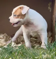 F2, a female American Bulldog for sale in Tulsa, OK – 2 of 4